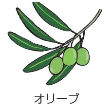 オリーブ